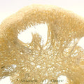 Loofah